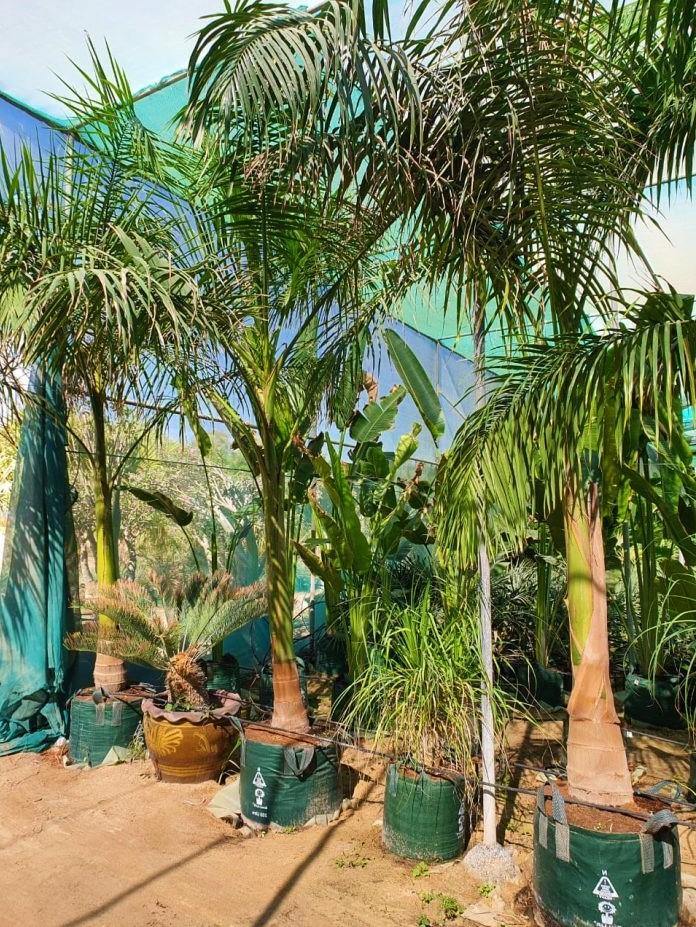 Royal Palm, Roystonia Regia – image 3