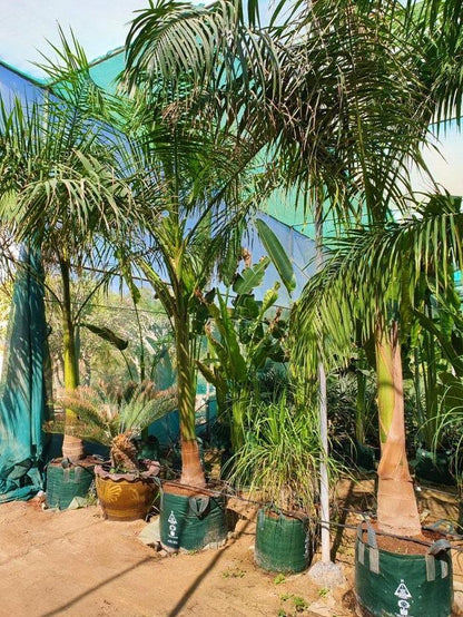 Royal Palm, Roystonia Regia – image 3