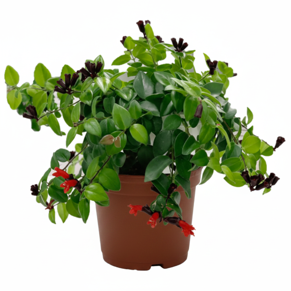 Mona Lisa, Aeschynanthus, Lipstick – image 2