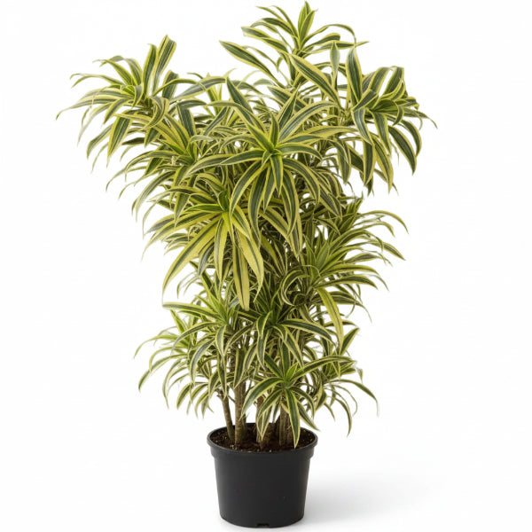 Dracaena Reflexa, Song of India, Pleomele – image 1