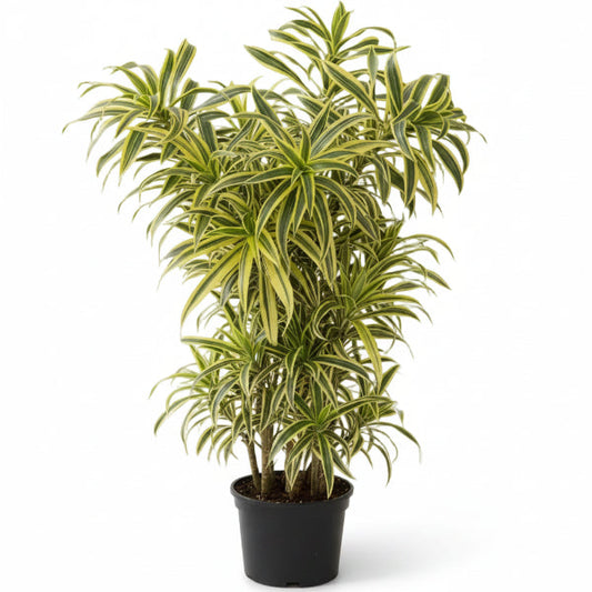 Dracaena Reflexa, Song of India, Pleomele – image 1