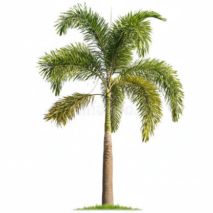 Foxtail Palm, Wodyetia Bifurcata – image 4