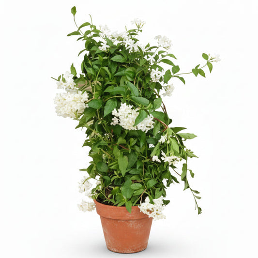 Jasminum Grandiflora, Grandiflorum, Jasmine Climber – image 2