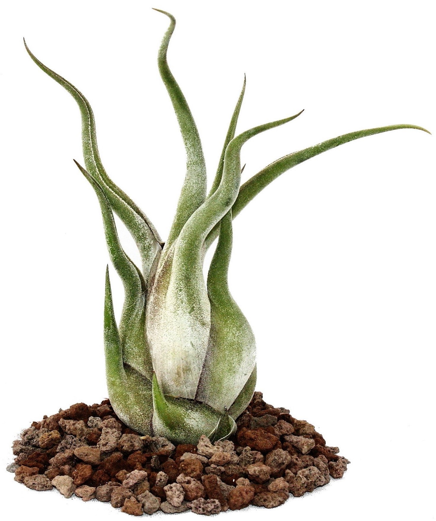 Tillandsia Caput-Medusae – image 2