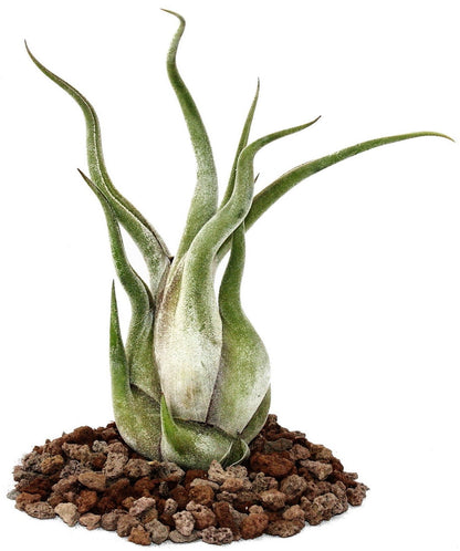 Tillandsia Caput-Medusae – image 2