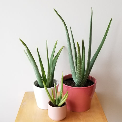 Aloe Vera, Medicina Aloe, Indoor – image 4
