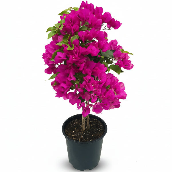 Bougainvillea Spectabilis Pink – image 3