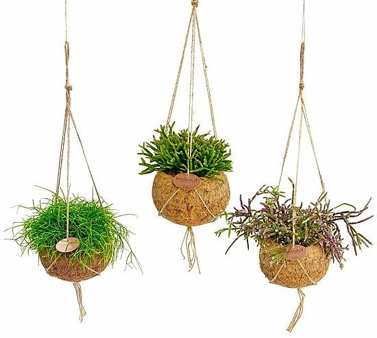 Rhipsalis – image 4