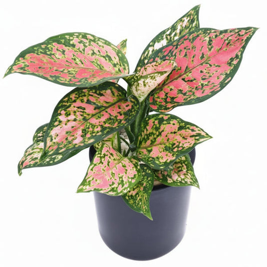 Aglaonema Red - Air Purifying Plant – Green Plants