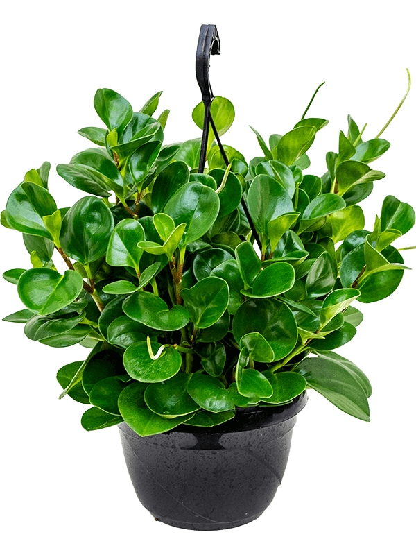 Baby Rubber, Pepper face, Peperomia Obtusifolia – image 4