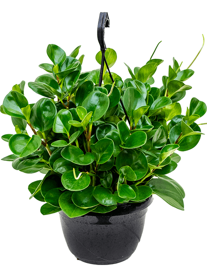 Baby Rubber, Pepper face, Peperomia Obtusifolia – image 4