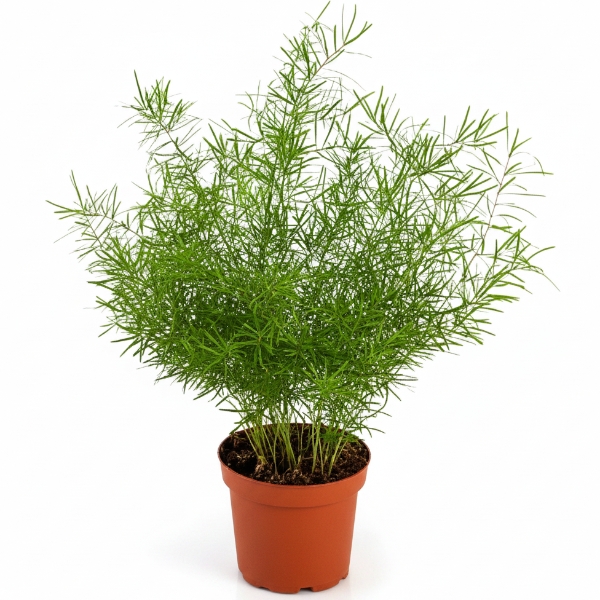 Asparagus sprengeri, Emerald feather, Emerald fern, Sprenger’s asparagus (small) – image 1
