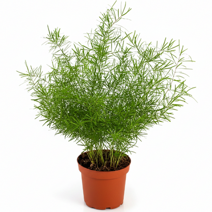 Asparagus sprengeri, Emerald feather, Emerald fern, Sprenger’s asparagus (small) – image 1