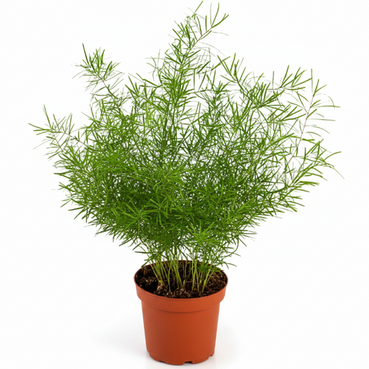 Asparagus sprengeri, Emerald feather, Emerald fern, Sprenger’s asparagus (small) – image 1