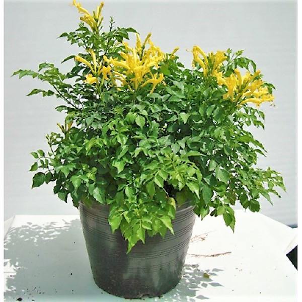 Tecomaria Capensis, Cape Honeysuckle, Red, Orange and Yellow – image 3