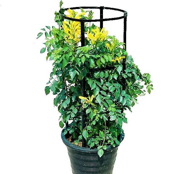 Tecomaria Capensis, Cape Honeysuckle, Red, Orange and Yellow – image 1
