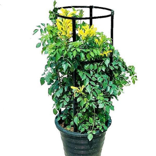 Tecomaria Capensis, Cape Honeysuckle, Red, Orange and Yellow – image 1