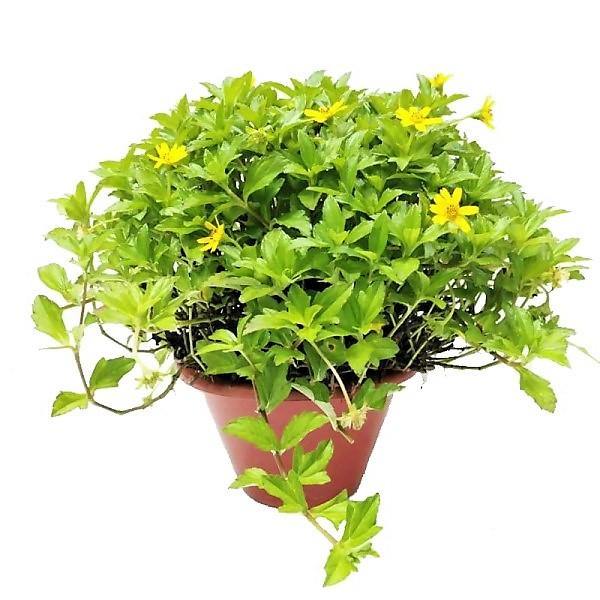 Wedelia Trilobata, Creeping Daisy or Rabbit Paw (small) – image 1