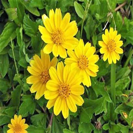 Wedelia Trilobata, Creeping Daisy or Rabbit Paw (small) – image 2