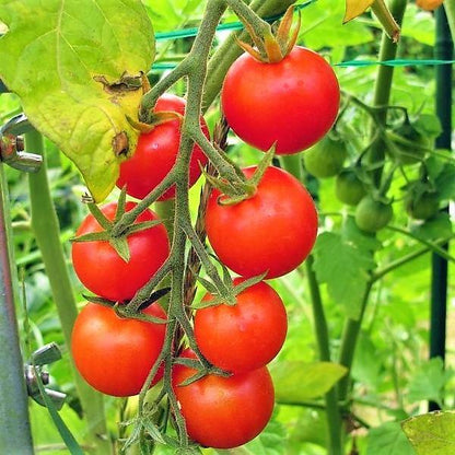 Cherry Tomato Plant – image 5