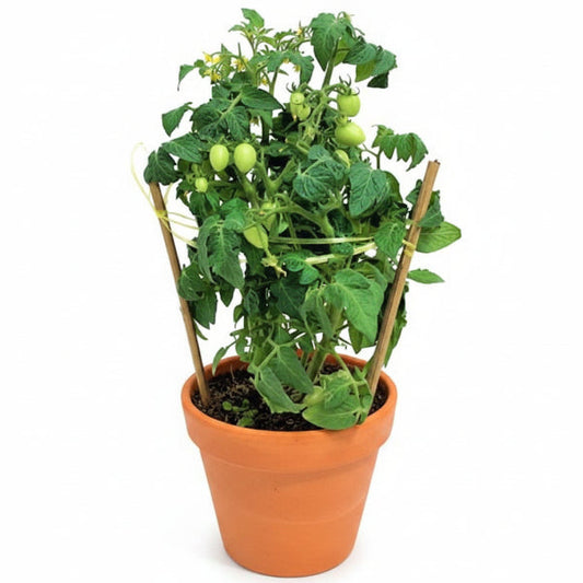 Cherry Tomato Plant – image 2