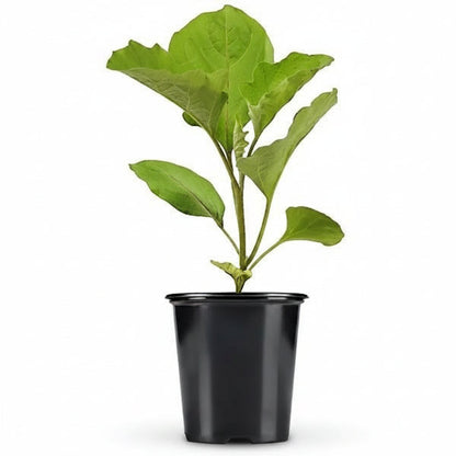 Eggplant – image 2