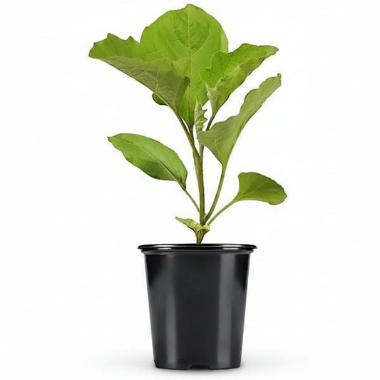 Eggplant – image 2