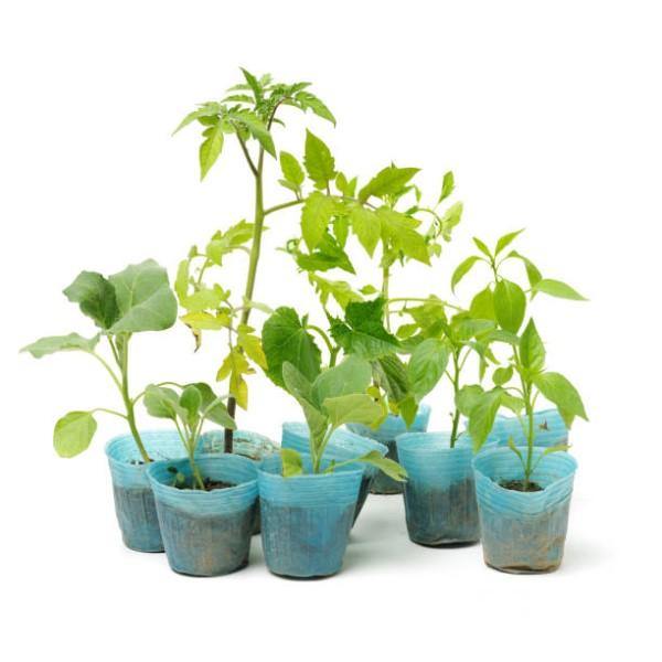 Eggplant – image 5