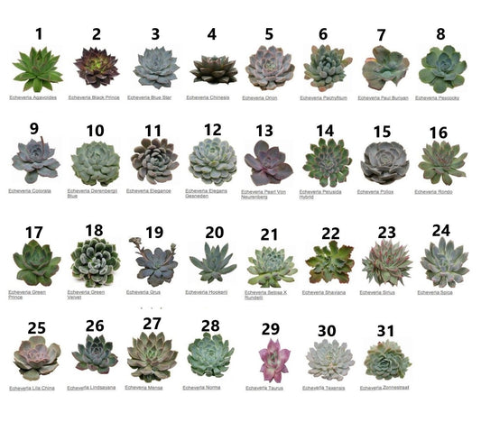 Mini succulents "Per Piece" – image 2