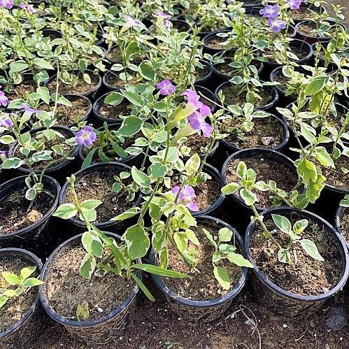 Asystasia Gangetica, Chinese Violet – image 6