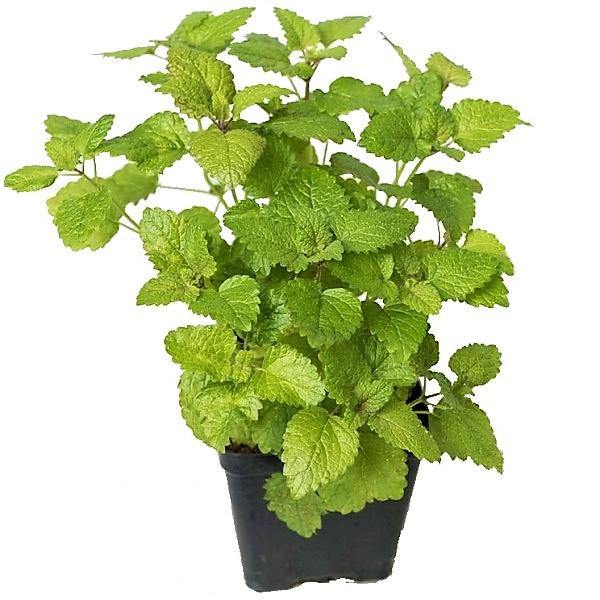 Mint Plant, Mentha – image 3