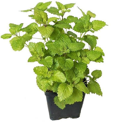 Mint Plant, Mentha – image 3