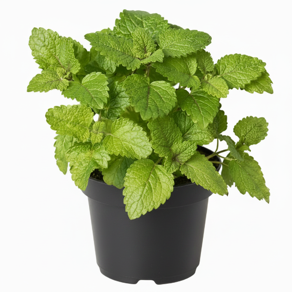 Mint Plant, Mentha – image 2