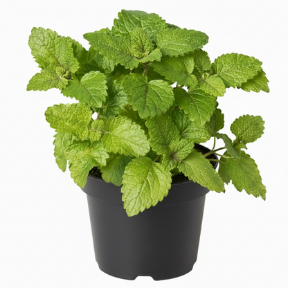 Mint Plant, Mentha – image 2