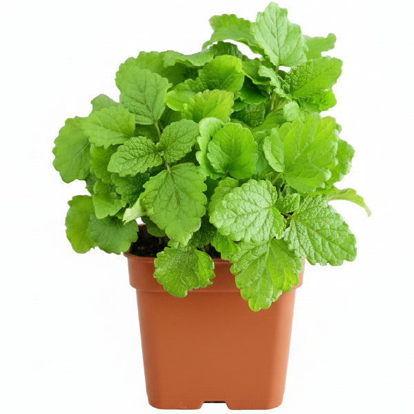 Balm Mint, Melissa – image 2
