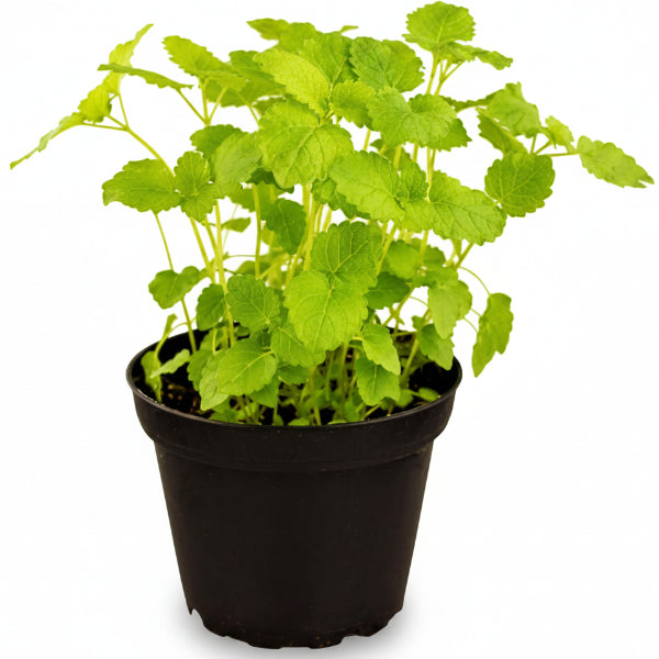 Mint Plant, Mentha – image 5