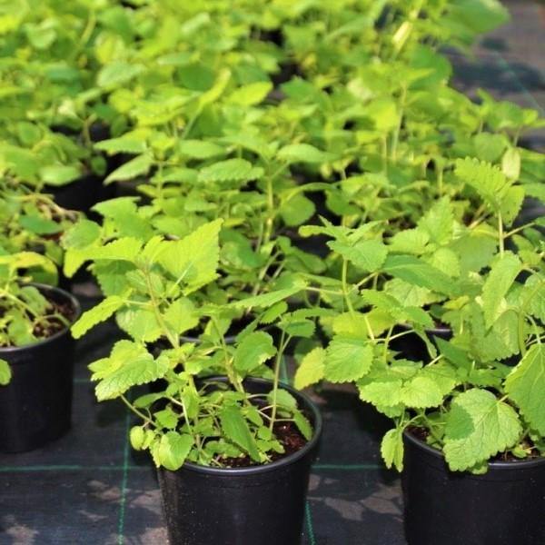 Mint Plant, Mentha – image 7