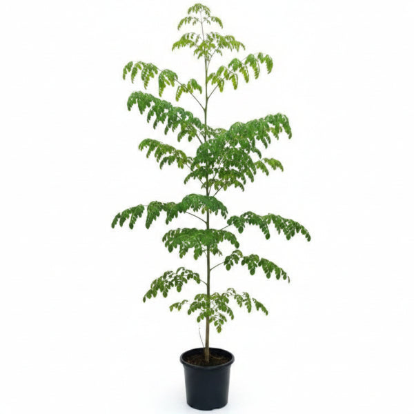 Moringa Oleifera, Drum Stick – image 5