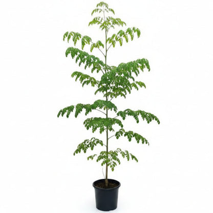 Moringa Oleifera, Drum Stick – image 5