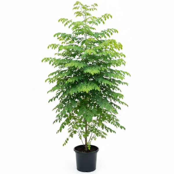 Moringa Oleifera, Drum Stick – image 8