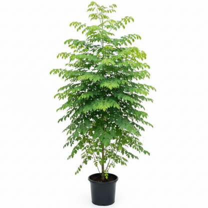 Moringa Oleifera, Drum Stick – image 8