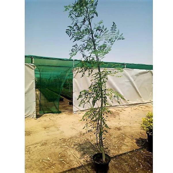 Moringa Oleifera, Drum Stick – image 4