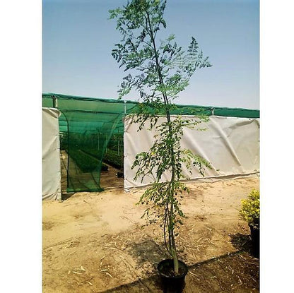 Moringa Oleifera, Drum Stick – image 4