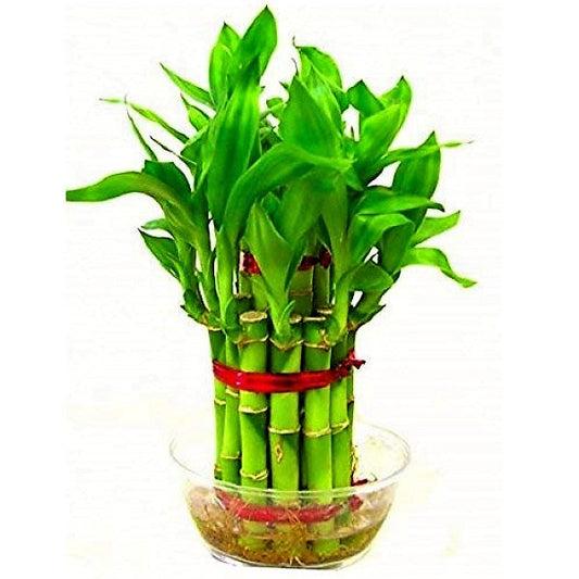 Lucky Bamboo Steps, Dracaena Sanderiana – image 1