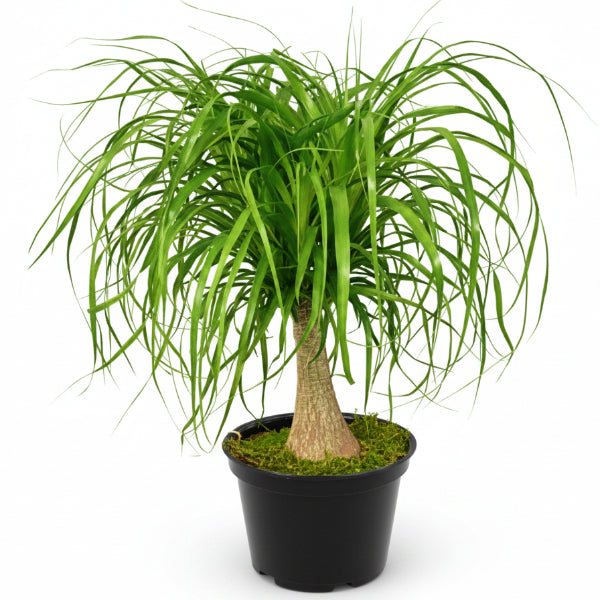 Beaucarnea Recurvata, Elephant-Foot Tree – image 1