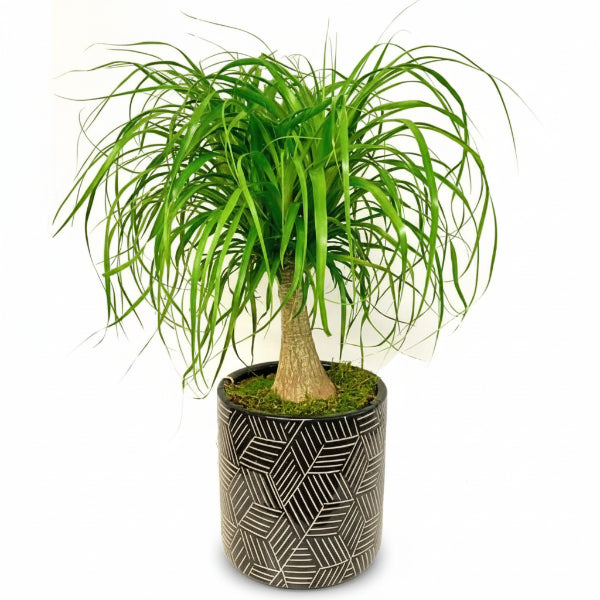Beaucarnea Recurvata, Elephant-Foot Tree – image 3
