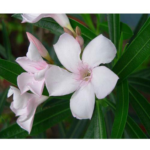 Nerium Oleander – image 7