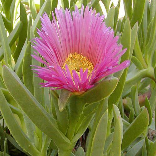 Carpobrotus Edulis, Ice Plant (small) – image 3