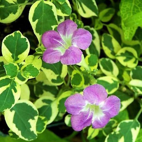 Asystasia Gangetica, Chinese Violet – image 2