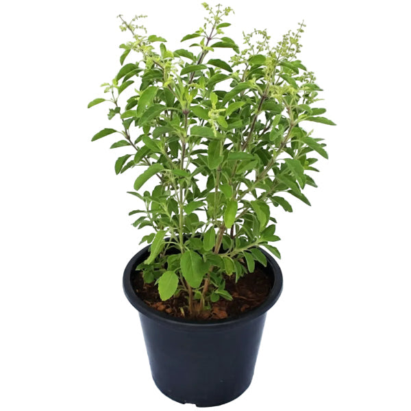 Tulsi plant, Ocimum Tenuiflorum, Holy Basil – image 5
